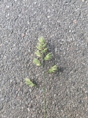 Dactylis glomerata