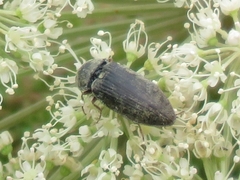 Prosternon tessellatum