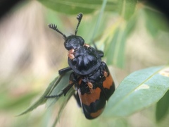 Nicrophorus hebes