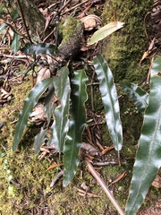 Elaphoglossum cuspidatum