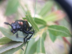 Nicrophorus hebes