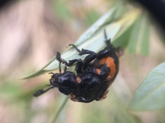 Nicrophorus hebes