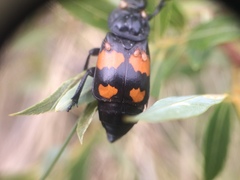 Nicrophorus hebes