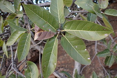 Ficus ingens ingens