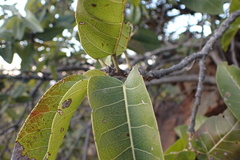 Ficus ingens ingens