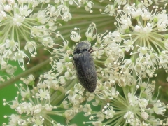 Prosternon tessellatum