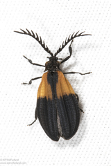 Caenia dimidiata