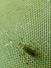 Leptophyes laticauda