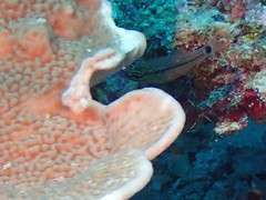 Ostorhinchus ocellicaudus