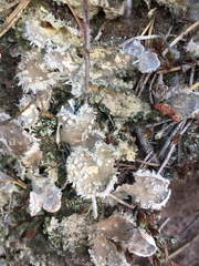 Peltigera extenuata
