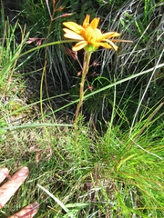 Jacobaea abrotanifolia