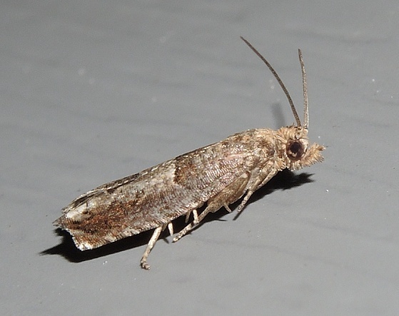 Sonya Insect Sonia in August 2020 by privatenoaccess. or a Psedoxentera? · iNaturalist