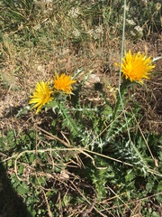 Scolymus grandiflorus