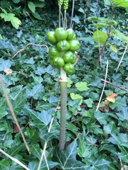 Arum cylindraceum