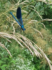 Calopteryx splendens
