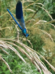 Calopteryx splendens