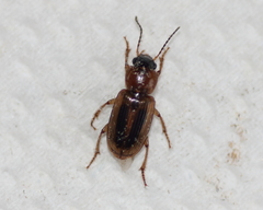 Selenophorus