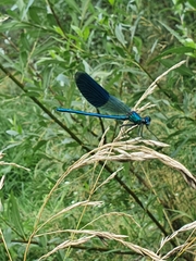 Calopteryx splendens
