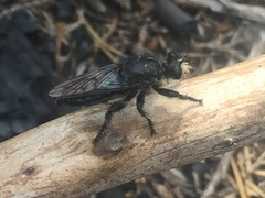 Andrenosomatini