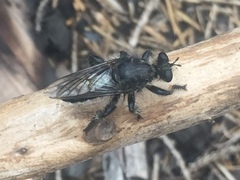 Andrenosomatini