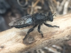 Andrenosomatini
