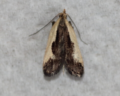 Dichomeris inserrata