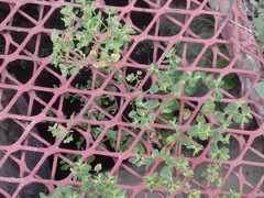 Euphorbia
