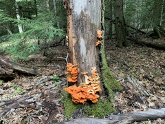 Laetiporus huroniensis