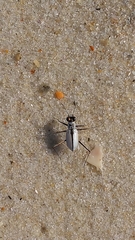 Habroscelimorpha dorsalis