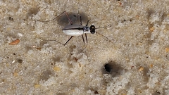 Habroscelimorpha dorsalis