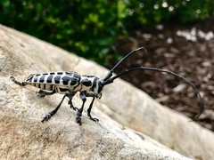 Plectrodera scalator