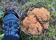 Ramaria boreimaxima