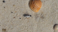 Habroscelimorpha dorsalis