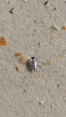 Habroscelimorpha dorsalis