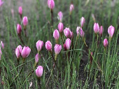 Zephyranthes fosteri