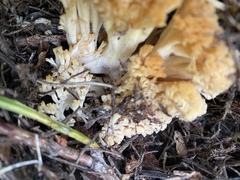 Ramaria boreimaxima