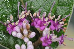 Callicarpa tomentosa