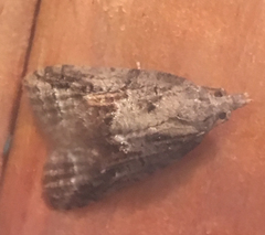 Platynota idaeusalis