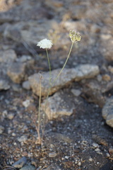 Perideridia parishii latifolia