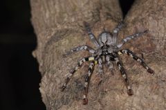 Poecilotheria