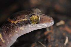 Cyrtodactylus deccanensis