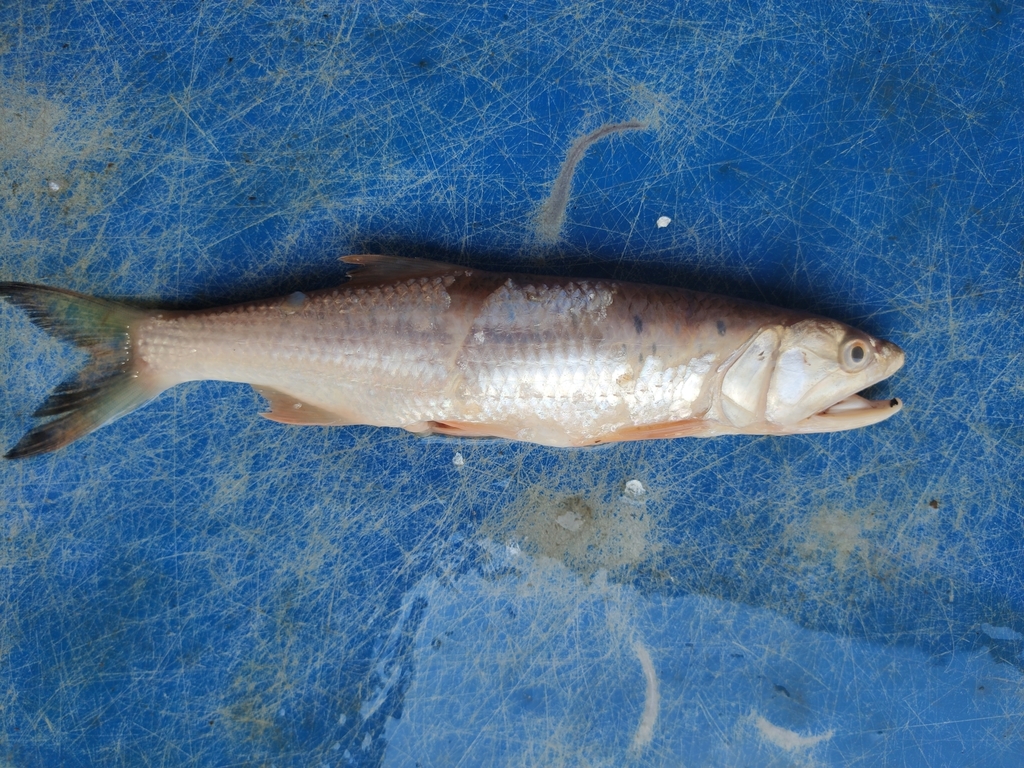 Burmese trout (Raiamas guttatus) — Cyprinidae