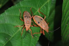 Probergrothius