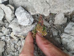 Sedum atratum