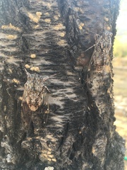 Cicada mordoganensis