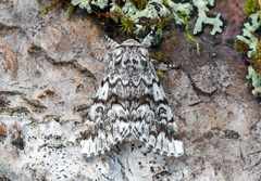 Panthea acronyctoides