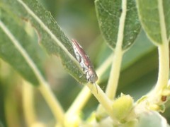 Agrilus quadriguttatus niveiventris