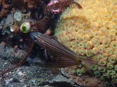 Cheilodipterus artus