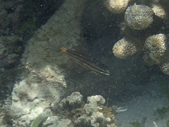 Cheilodipterus isostigma