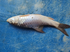 Red Mahseer photo 5